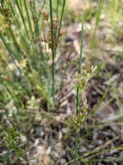 Juncus subsecundus