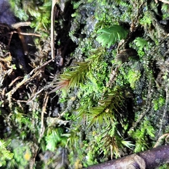 Orthothecium rufescens