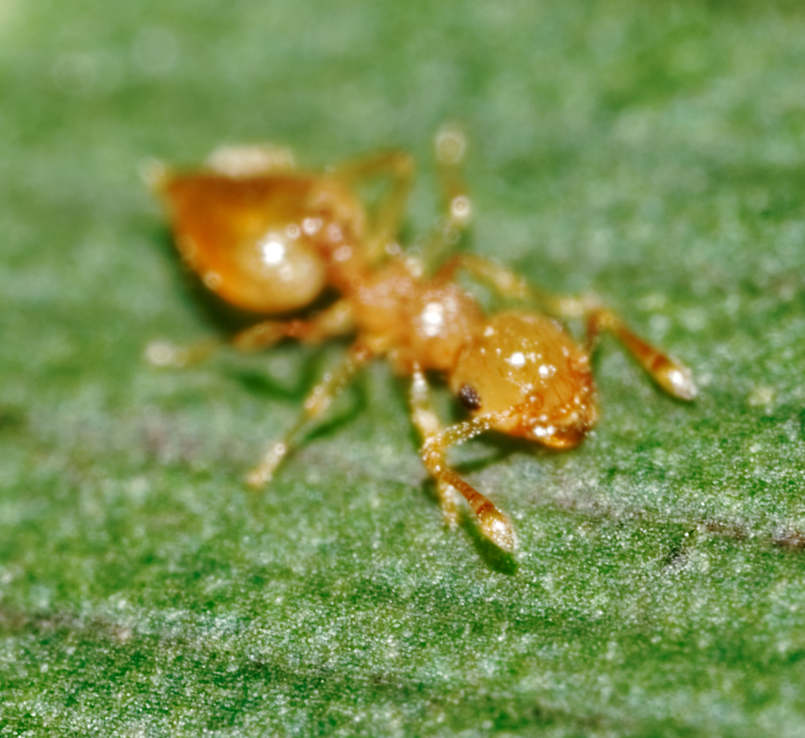 Crematogaster fritzi