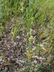 Juncus subsecundus