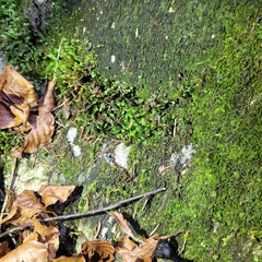 Orthothecium rufescens