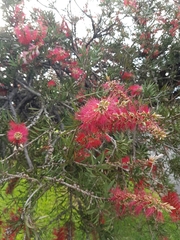 Melaleuca viminalis