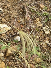 Eleusininae