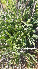 Flourensia thurifera