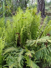 Blechnum nudum