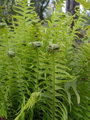 Blechnum nudum