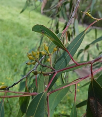 Eucalyptus macrorhyncha
