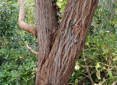 Eucalyptus macrorhyncha