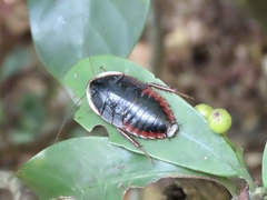 Opisthoplatia orientalis