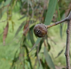 Eucalyptus macrorhyncha