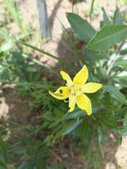 Moraea neglecta