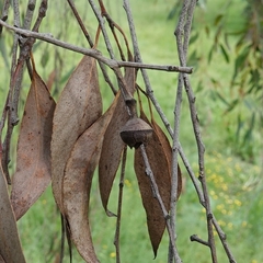 Eucalyptus macrorhyncha