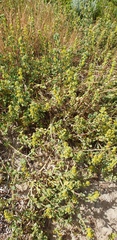 Tetragonia decumbens