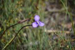 Patersonia occidentalis occidentalis