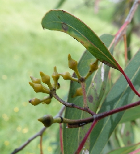 Image of Eucalyptus macrorhyncha by no rights reserved