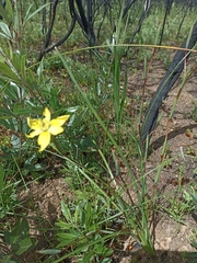 Moraea neglecta