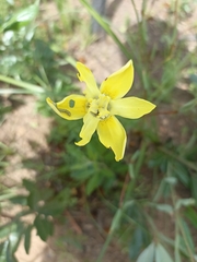 Moraea neglecta