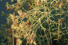 Echinophora spinosa