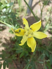 Moraea neglecta