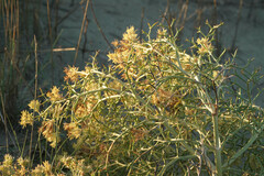 Echinophora spinosa