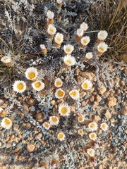 Helichrysum retortum