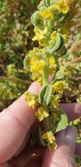 Tetragonia decumbens