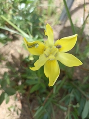 Moraea neglecta