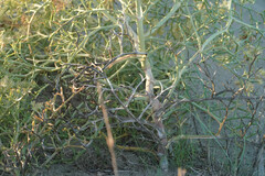 Echinophora spinosa