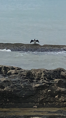 Phalacrocorax carbo