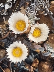 Helichrysum retortum