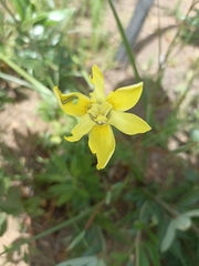 Moraea neglecta