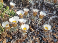 Helichrysum retortum