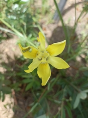 Moraea neglecta