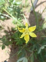 Moraea neglecta
