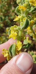 Tetragonia decumbens