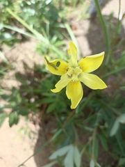 Moraea neglecta