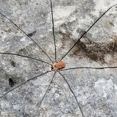 Leiobunum limbatum