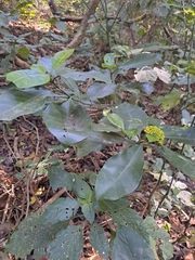 Psychotria capensis