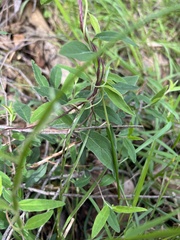 Billardiera scandens