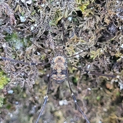 Leiobunum limbatum
