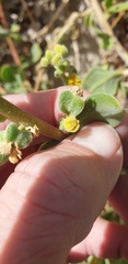 Tetragonia decumbens