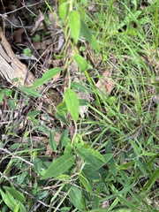 Billardiera scandens