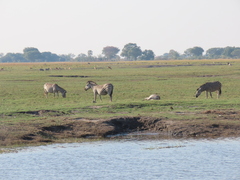 Equus quagga chapmani
