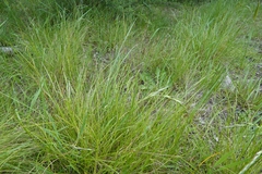 Microlaena stipoides