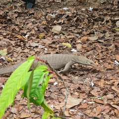 Varanus nebulosus
