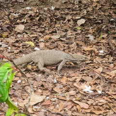 Varanus nebulosus