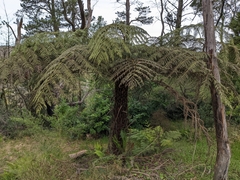Cyathea australis