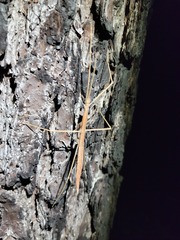 Pseudosermyle strigata