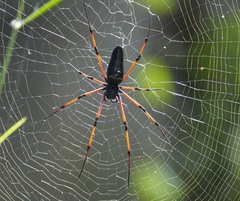 Nephila kuhli