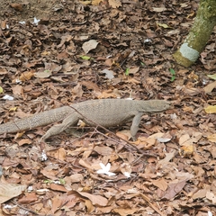 Varanus nebulosus